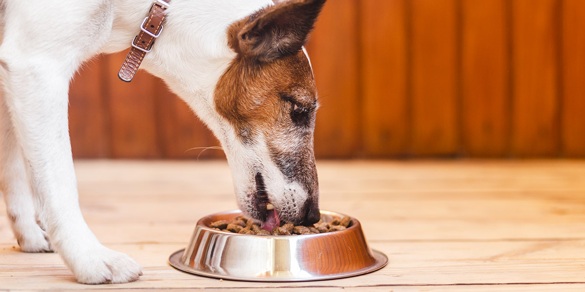 Al momento stai visualizzando Alimentazione: Consigli per la nutrizione del tuo amico a 4 zampe