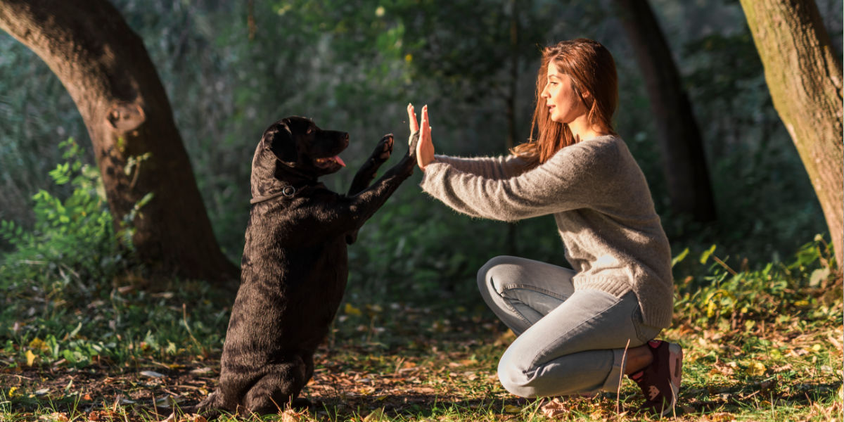 Al momento stai visualizzando Capire il Rinforzo Positivo nell’Addestramento dei Cani: Una Prospettiva Completa