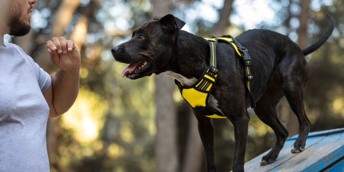 Al momento stai visualizzando Cani da utilità: I fedeli compagni al servizio dell’umanità