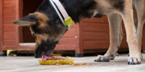 Scopri di più sull'articolo Cibo per cani: una guida completa sugli alimenti da evitare