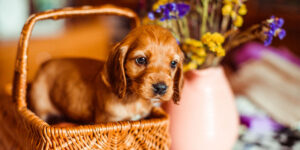 Scopri di più sull'articolo Come scegliere un cucciolo: Consigli essenziali per il futuro proprietario