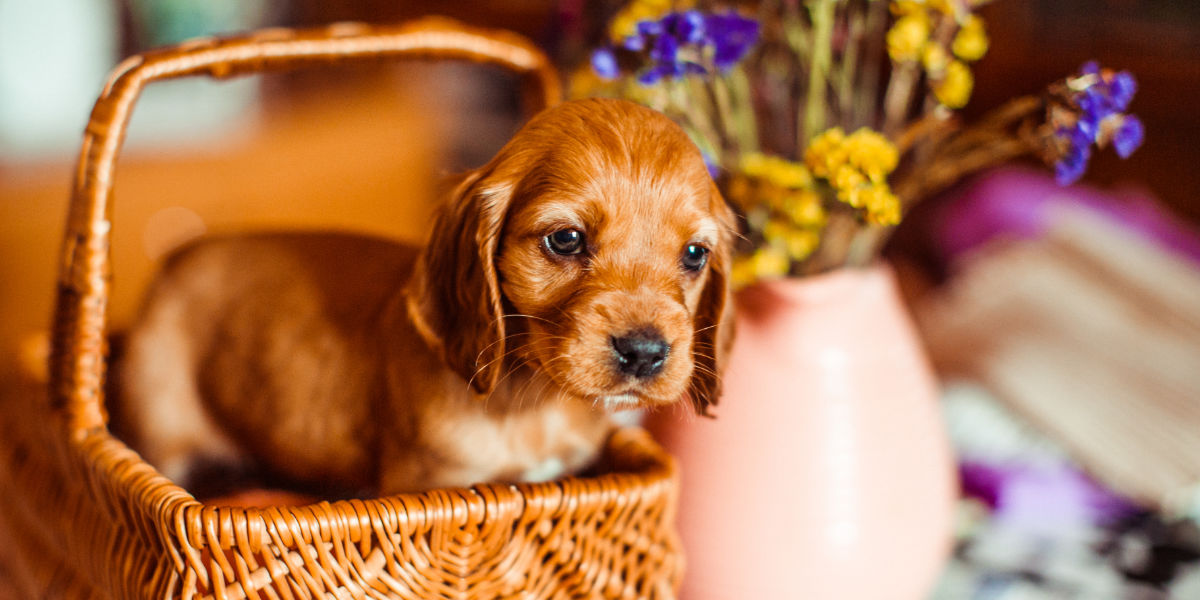 Al momento stai visualizzando Come scegliere un cucciolo: Consigli essenziali per il futuro proprietario