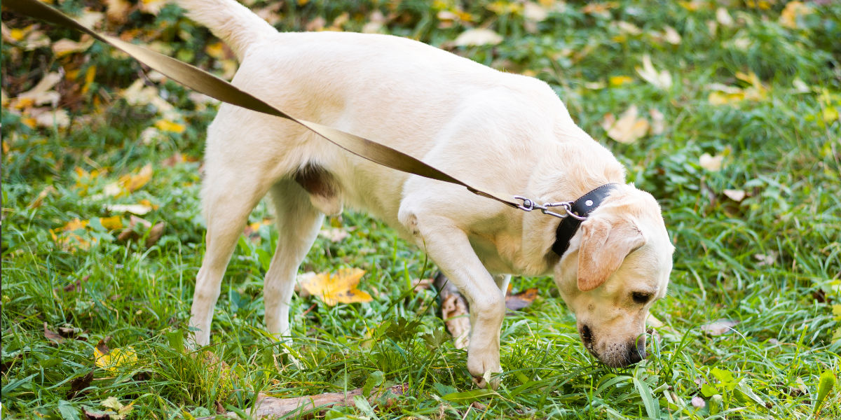 Al momento stai visualizzando Displasia del gomito e displasia dell’anca nel cane: soluzioni e interventi per migliorare la qualità di vita