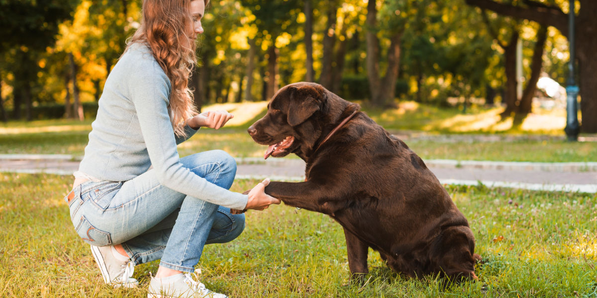 Al momento stai visualizzando L’importanza dell’educazione nel cane