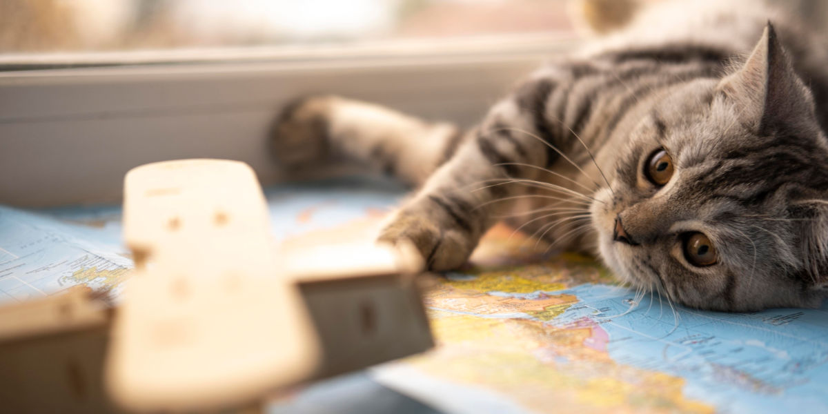 Al momento stai visualizzando Esplorando i segreti del linguaggio del gatto: Dalle fusa ai comportamenti intriganti