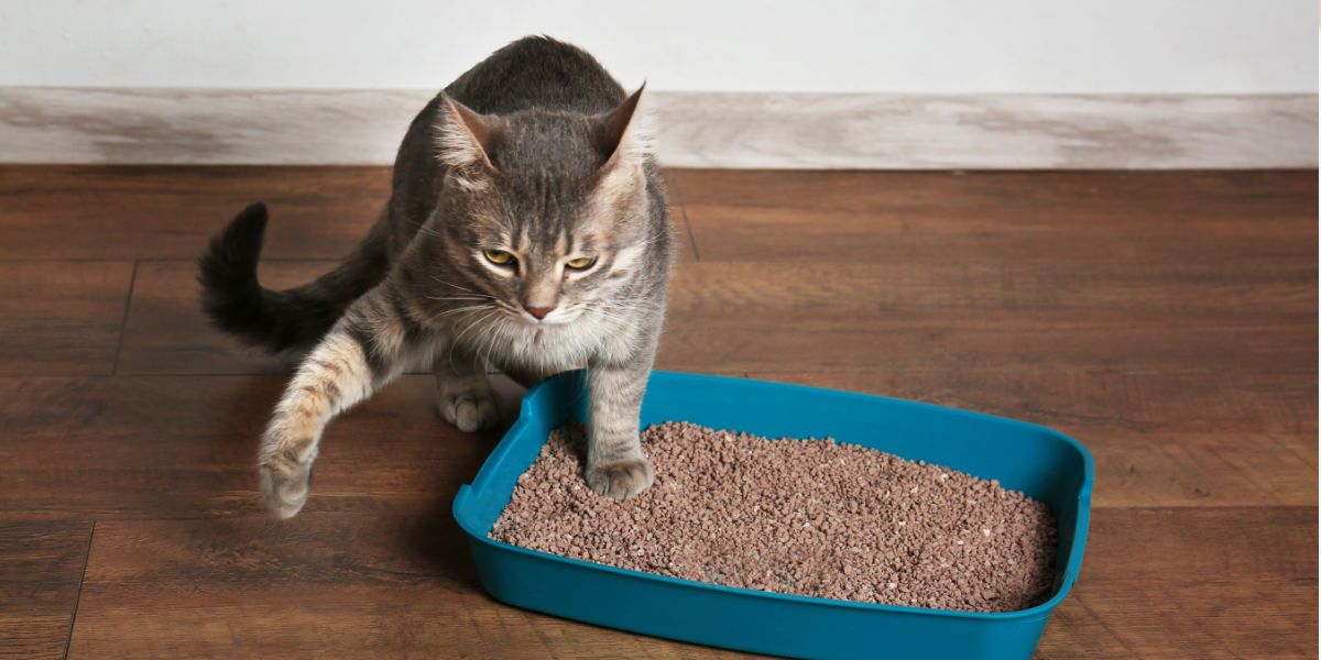 Al momento stai visualizzando Le diverse tipologie di lettiera per gatti disponibili sul mercato