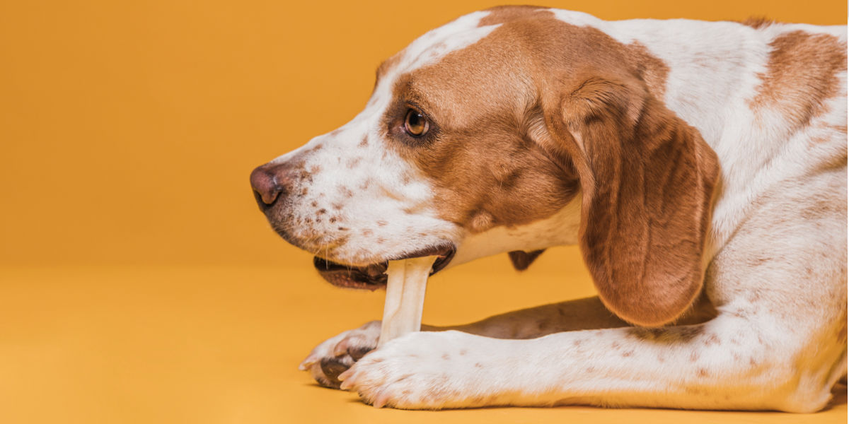 Al momento stai visualizzando I masticativi per cani: un’opzione salutare e divertente per il tuo amico a quattro zampe