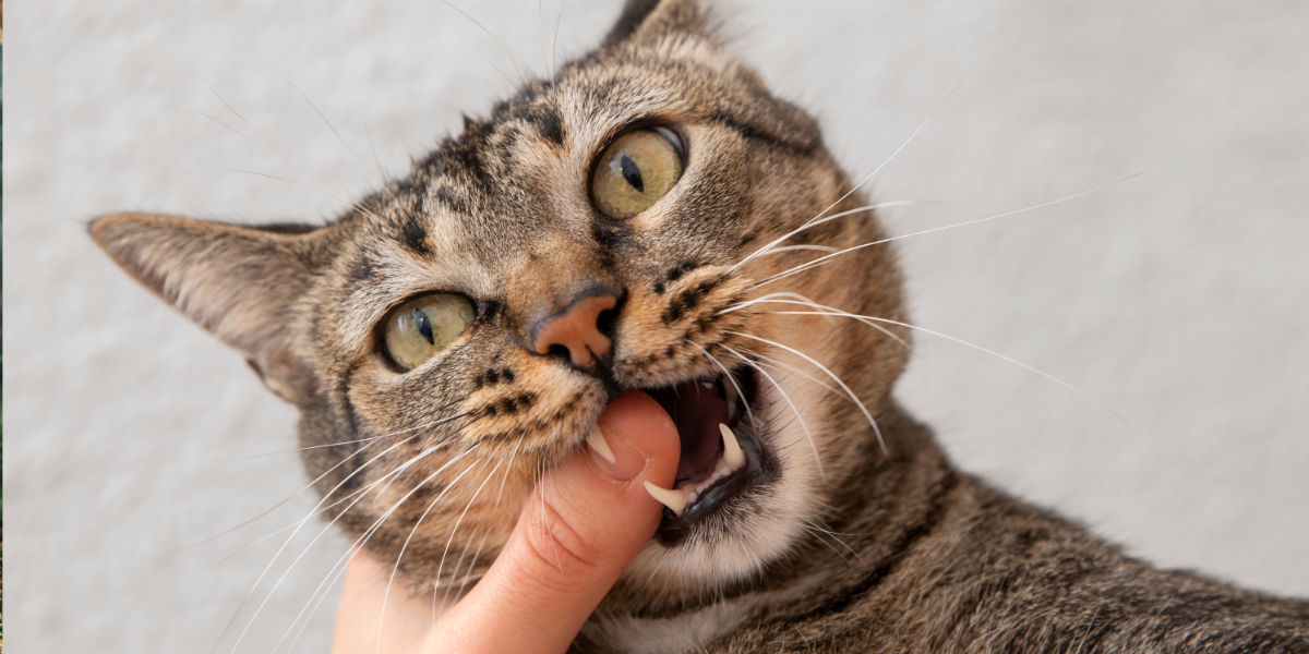 Al momento stai visualizzando La salute orale felina: Un sorriso sano per il tuo gatto