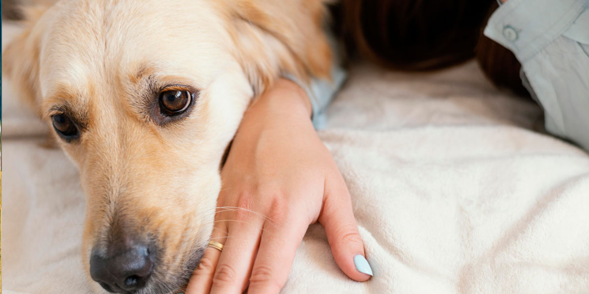 Al momento stai visualizzando I sensi del cane
